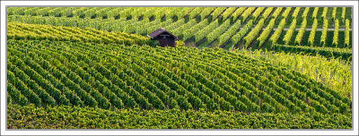 Vineyards at Schwanberg ....