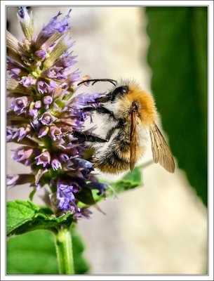A bee grazing at hyssop...