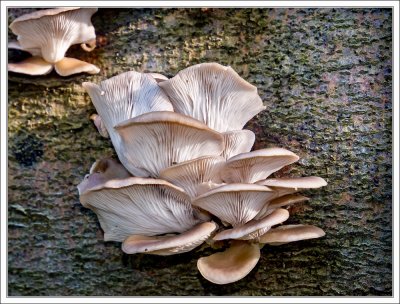 Tree Fungi 