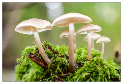 Mushroom-Family 
