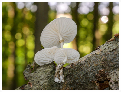 Mushroom Umbrellas 