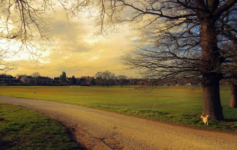 Evening in the park