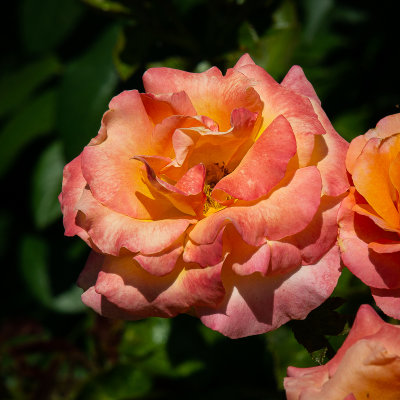 garden_19