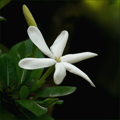 Hawaii - Flora