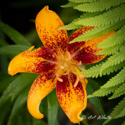 gardens_20