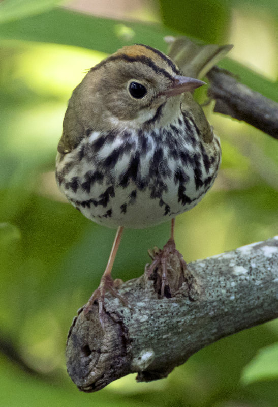 Ovenbird