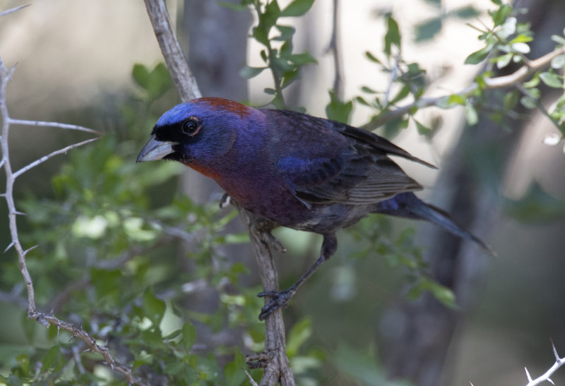 Varied Bunting