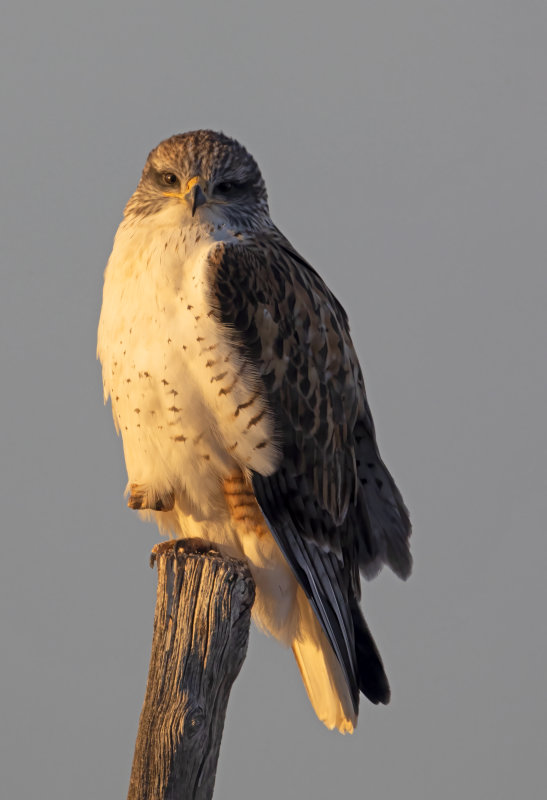 Ferruginous Hawk