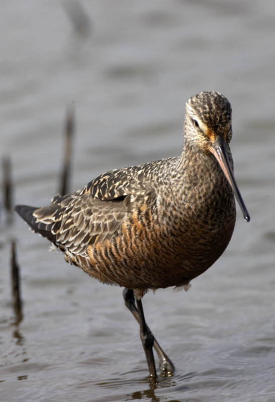 Hudsonian Godwit