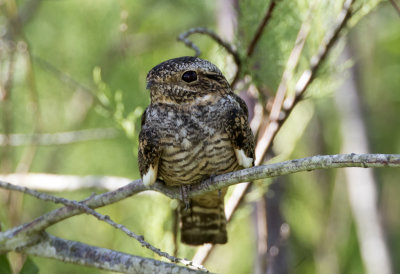 Common Nighthawk