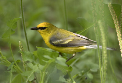 Blue Winged Warbler