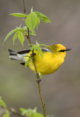 Blue Winged Warbler