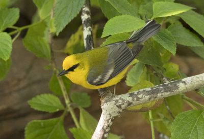 Blue Winged Warbler