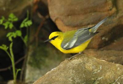 Blue Winged Warbler