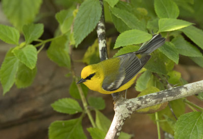 Blue Winged Warbler