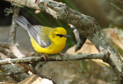 Blue Winged Warbler