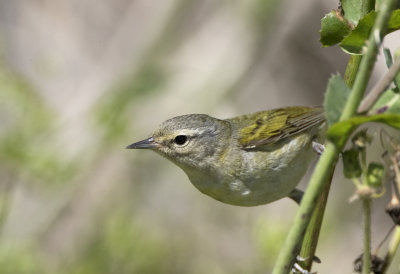 Tennessee Warbler