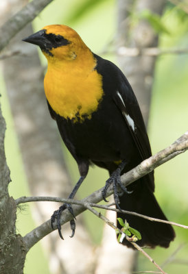 Yellow Headed Blackbird