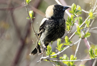 Bobolink