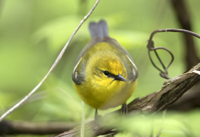 Blue Winged Warbler