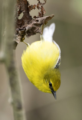 Blue Winged Warbler