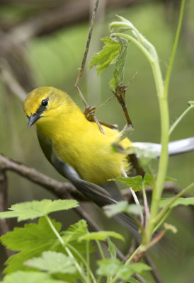 Blue Winged Warbler