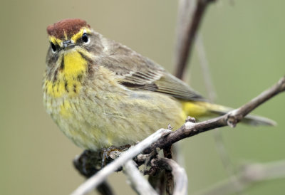 Palm Warbler