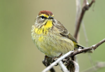 Palm Warbler