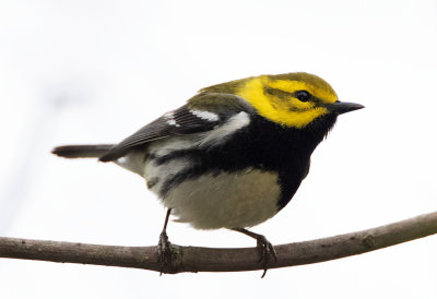 Black Throated Green Warbler