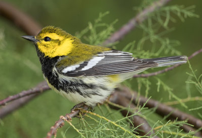 Black Throated Green Warbler