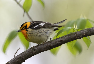 Blackburnian Warbler