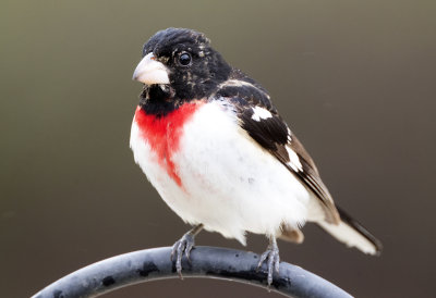 Rose Breasted Grosbeak