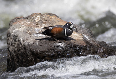 Harlequin Duck