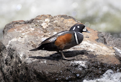 Harlequin Duck