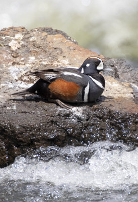 Harlequin Duck