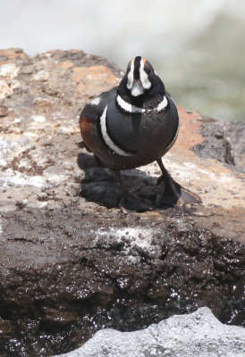 Harlequin Duck