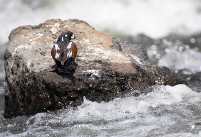 Harlequin Duck