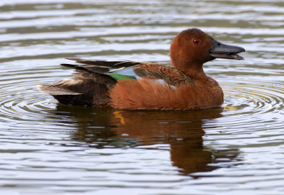 Cinnamon Teal