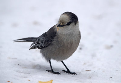 Canada Jay