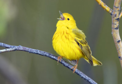 Yellow Warbler