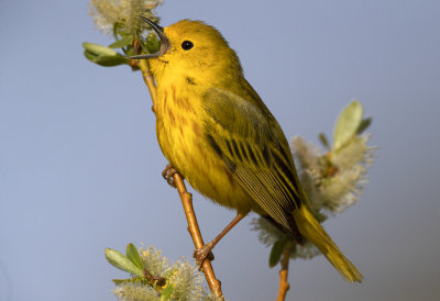 Yellow Warbler