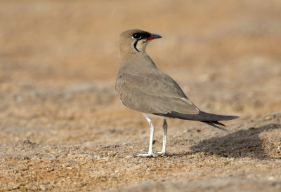 Collared Pratincole