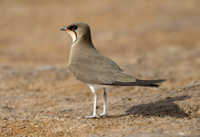 Collared Pratincole