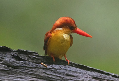 Rufous Backed Kingfisher