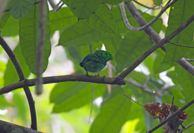 Green Broadbill