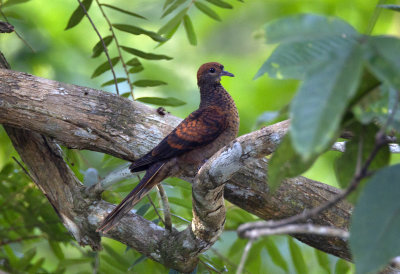 Little Cuckoo Dove