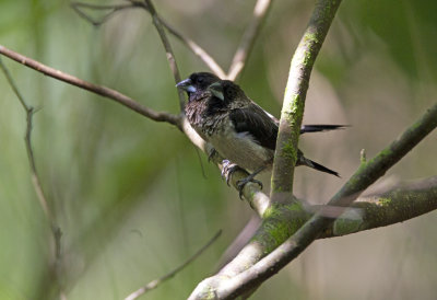 White_Rumped_Munia_2.jpg