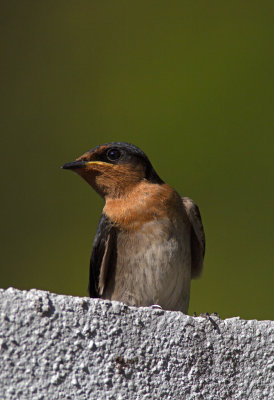 Pacific Swallow