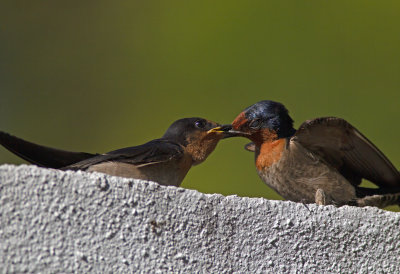 Pacific Swallow