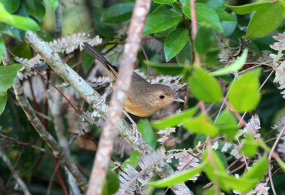 Brown Breasted babbler